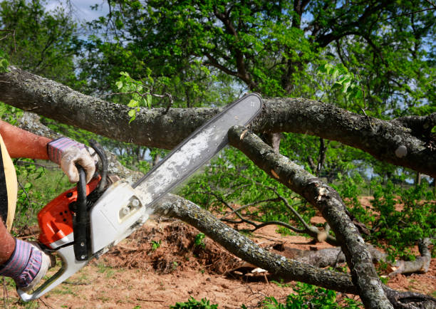 Reliable Highlands Ranch, CO Tree Services Solutions